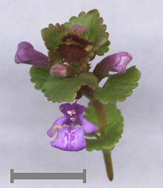 Glechoma hederacea - Efeublättriger Gundermann - ground ivy