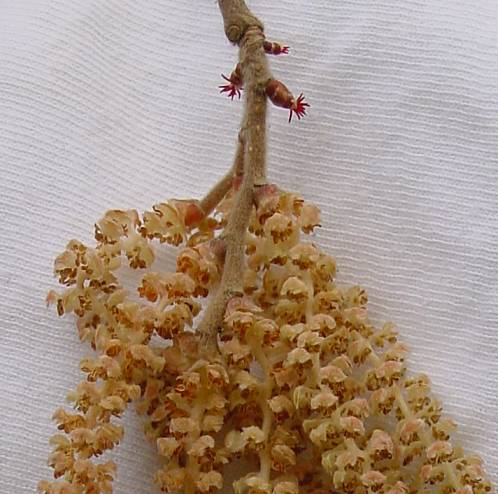 Corylus avellana - Hasel