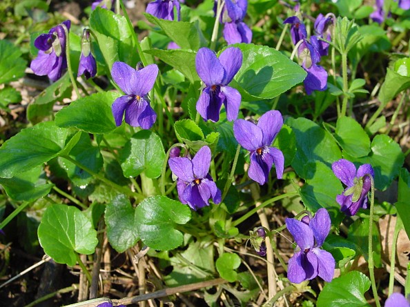 Viola odorata - März-Veilchen