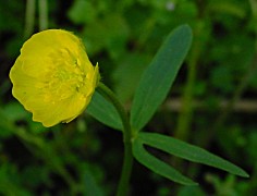 Ranunculus auricomus - Gold-Hahnenfuß