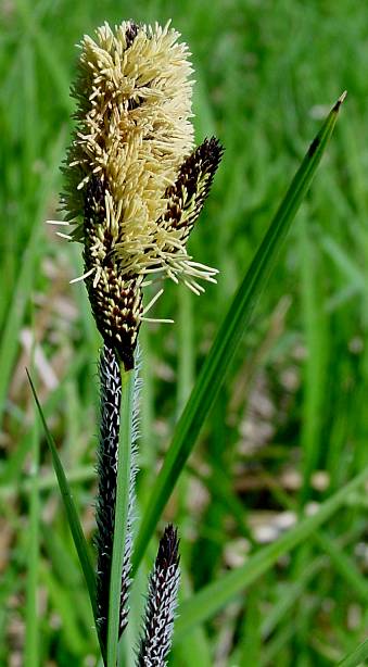 Carex (acutiformis?) - Sumpf-Segge?