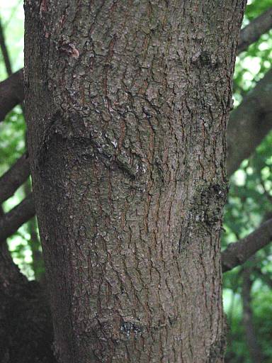 Salix fragilis - Bruch-Weide
