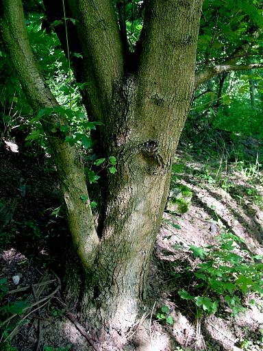Acer pseudoplatanus - Berg-Ahorn
