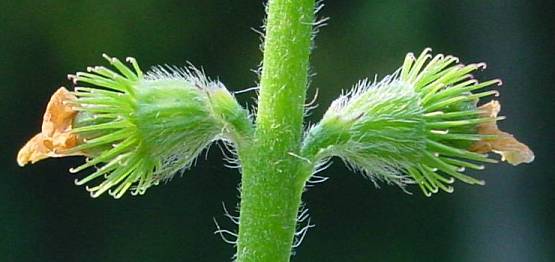 Agrimonia eupatoria - kleiner Odermennig