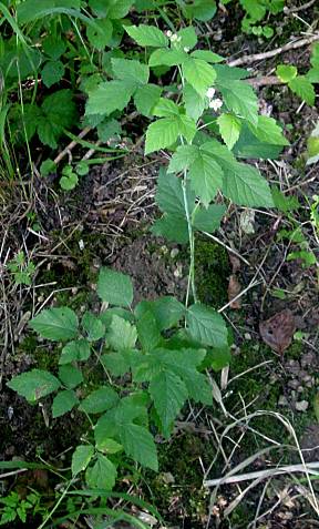 Rubus caesius - Kratzbeere