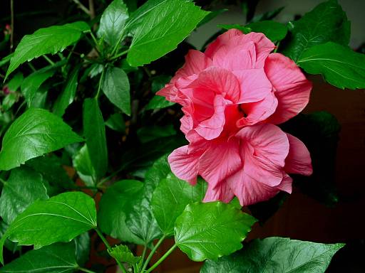 Hibiscus rosa-sinensis - Chinesischer Roseneibisch