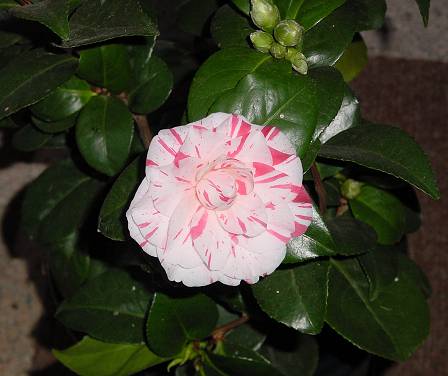 Camellia japonica - Kamelie
