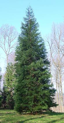 Sequoiadendron giganteum - Mammutbaum