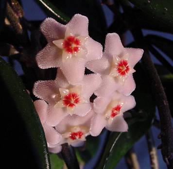 Hoya carnosa - Wachsblume