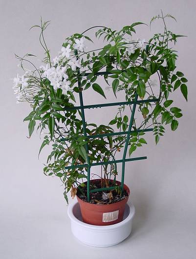 Jasminum polyanthum - Kletter-Jasmin