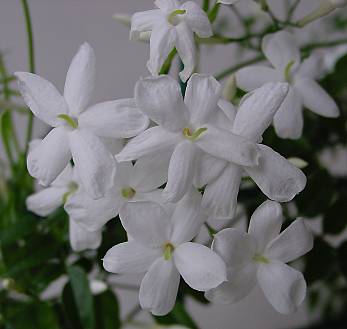 Jasminum polyanthum - Kletter-Jasmin