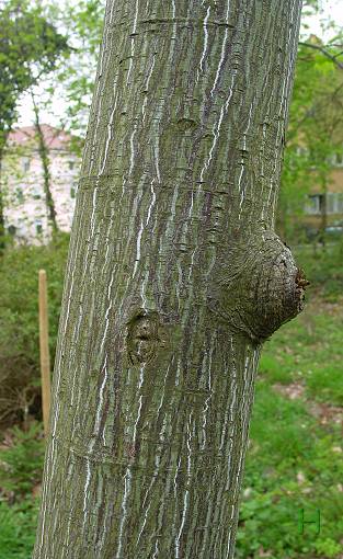 Acer pensylvanicum - Streifen-Ahorn