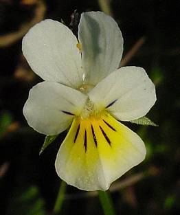 Viola arvensis - Feld-Stiefmütterchen