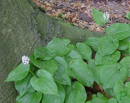 Maianthemum bifolium - Zweiblättrige Schattenblume