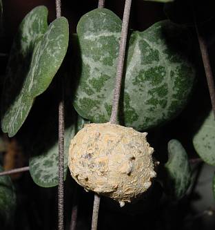 Ceropegia linearis - ssp. woodii - Leuchterblume
