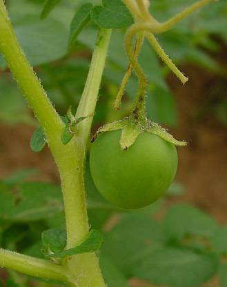 Solanum tuberosum - Kartoffel