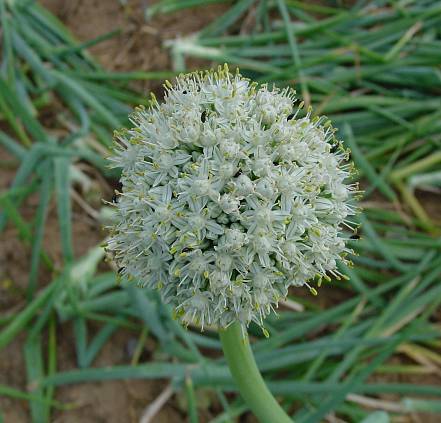 Allium cepa - Zwiebel