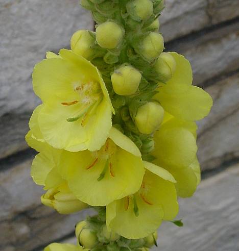 Verbascum densiflorum - Großblütige Königskerze - dense-flowered mullein
