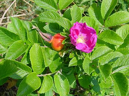 Rosa rugosa - Kartoffel-Rose