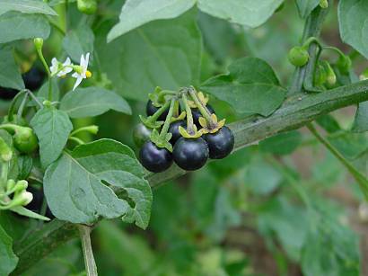 Solanum nigrum - Schwarzer Nachtschatten