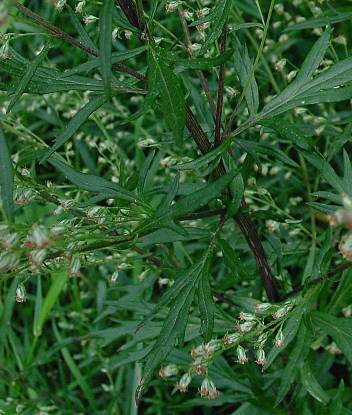Artemisia vulgaris - Gemeiner Beifuß