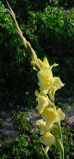 Gladiolus spec. - Gladiole