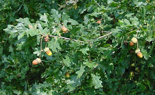 Quercus robur - Stiel-Eiche