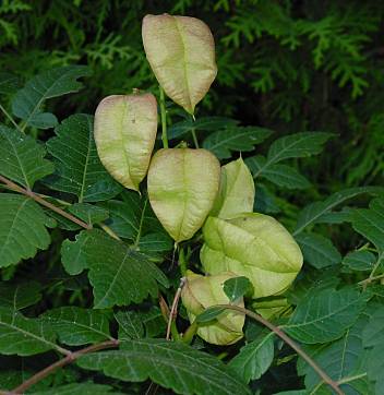 Koelreuteria paniculata - Rispen-Blasenbaum
