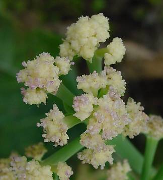 Brassica oleracea var. botrytis - Blumenkohl