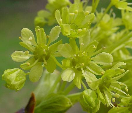 Spitz-Ahorn - Acer platanoides