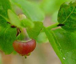 Heidelbeere - Vaccinium myrtillus