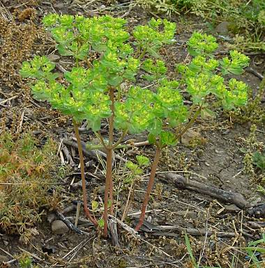 Sonnenwend-Wolfsmilch - Euphorbia helioscopia