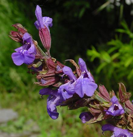 Echter Salbei - Salvia officinalis