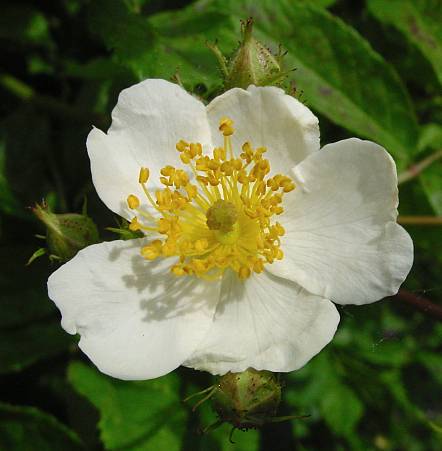 Büschel-Rose - Rosa multiflora
