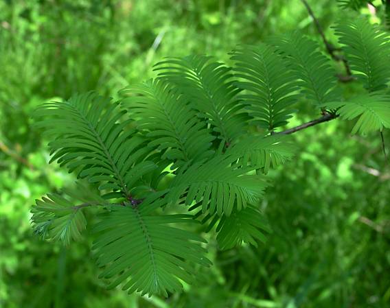 Urwelt-Mammutbaum - Metasequoia glyptostroboides
