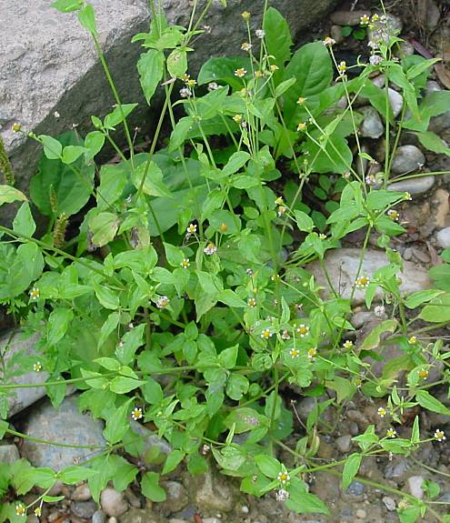 Kleinblütiges Knopfkraut - Galinsoga parviflora