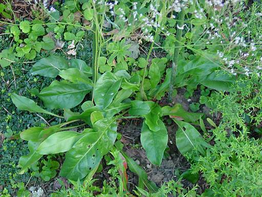 Meerlavendel - Limonium latifolium