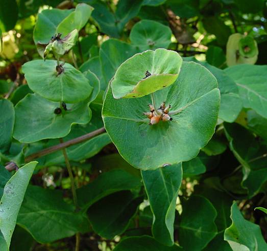 Wohlriechendes Geißblatt - Lonicera caprifolium