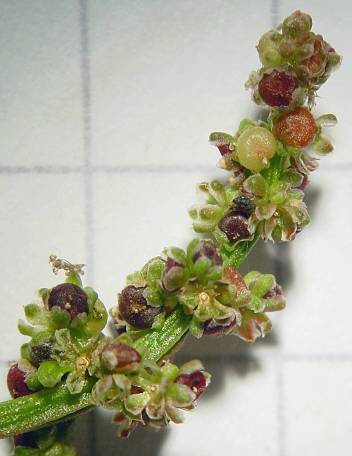 Vielsamiger Gänsefuß - Chenopodium polyspermum
