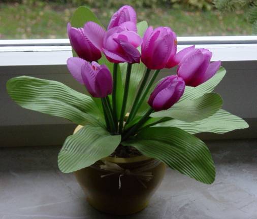 Dauer-Tulpe - Tulipa artifica var. maria