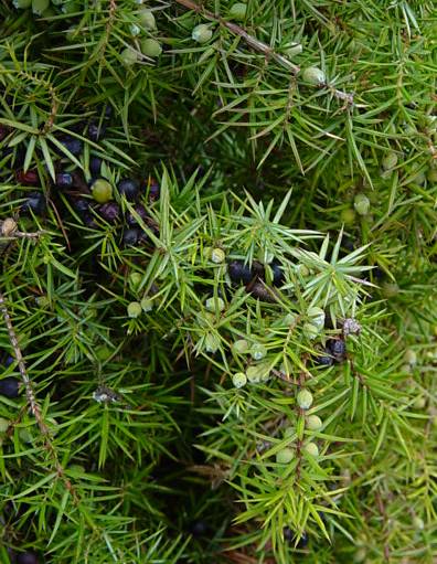 Gewöhnlicher Wacholder - Juniperus communis