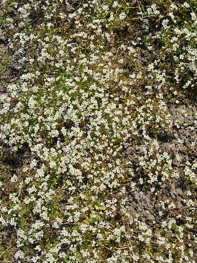 Frühlings-Hungerblümchen - Erophila verna