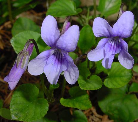 Wald-Veilchen - Viola reichenbachiana ?