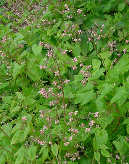 Epimedium alpinum - Alpen-Sockenblume - Alpine barrenwort