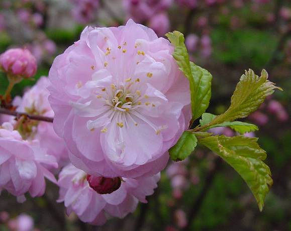 Prunus triloba - Mandelbäumchen - flowering almond