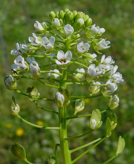 Thlaspi perfoliatum - Stängelumfassendes Hellerkraut - claspleaf pennycress