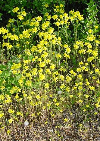 Senecio vernalis - Frühlings-Greiskraut - spring groundsel