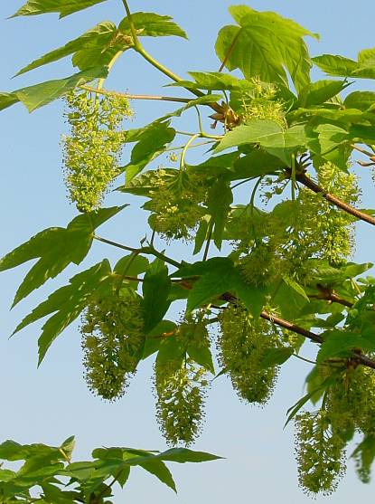 Acer pseudoplatanus - Berg-Ahorn - sycamore maple