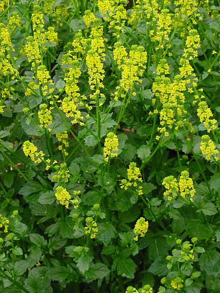 Barbarea vulgaris - Gewöhnliches Barbarakraut - garden yellow rocket