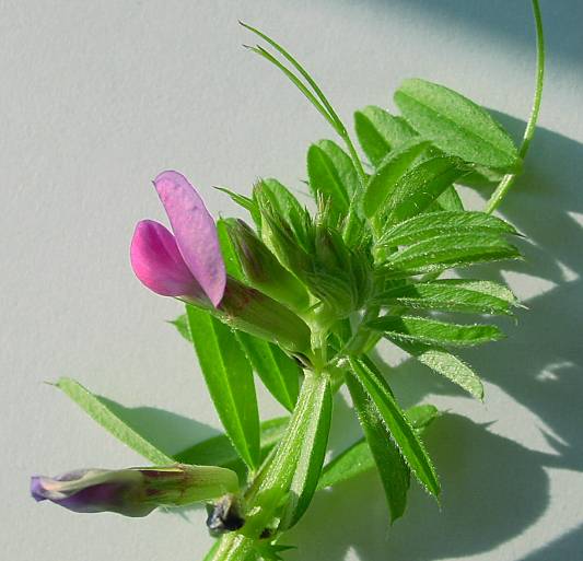 Vicia angustifolia - Schmalblatt-Wicke - garden vetch